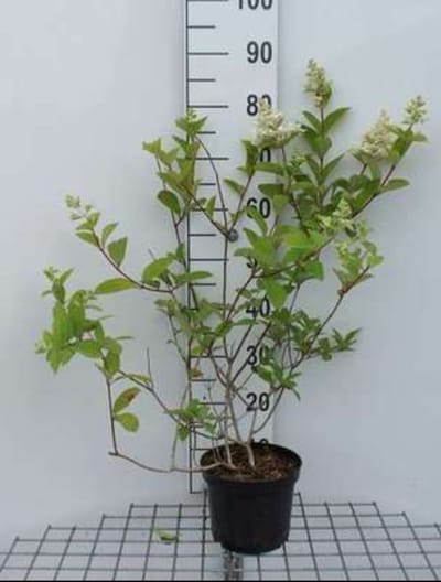 2 x Hydrangea pan. 'Pink Diamond' - Pluimhortensia 40- 50 cm in pot