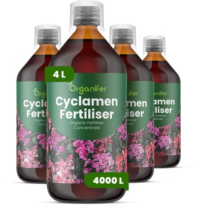 Vloeibare Meststof Voor Cyclaam 4X1 L Voor 4000 L - Npk 2-1-8 - Sterke Groei - Rijke Bloei - Knolontwikkeling - Plantgezondheid - Weerbaarheid - Decoratief Blad - Kleurhelderheid - Knopvorming - Organifer