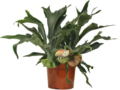 Plantenboetiek.nl | Platycerium Bifurcatum - Ø26cm - 70-80cm hoog - Kamerplant - Groenblijvend