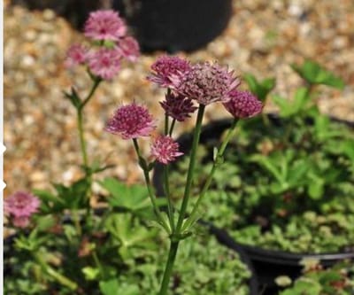 6 x ASTRANTIA MAJ. 'ROMA' - ZEEUWS KNOOPJE ) pot 9 x 9 cm