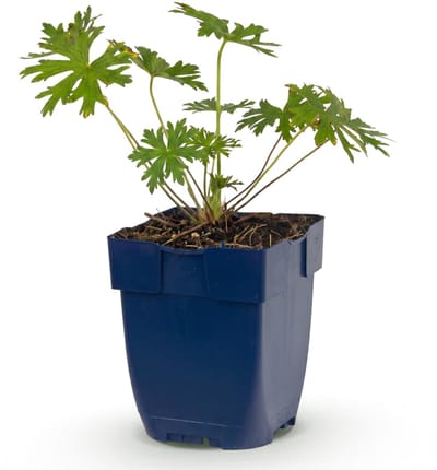 Green boutiQ - Vasteplant - Geranium Johnson's Blue - Ooievaarsbek - Bodembedekkend - Blauw - 1 Plant - Pot 11cm - Hoogte 15-25cm