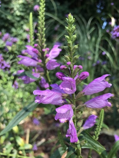 6 x Physostegia virginiana 'Vivid' - Scharnierplant - P9 Pot (9 x 9cm) - Dima Vaste Planten