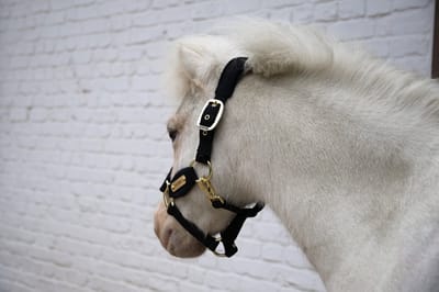 Kentucky Horsewear - Velvet halster zwart shetland pony