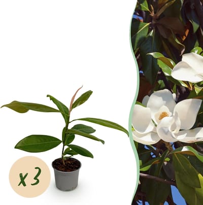 Green boutiQ - Tuinplant - Magnolia grandiflora - Bloem Wit - 3 Planten - Bladhoudend - Weinig Onderhoud - Pot 12cm Hoogte 30cm