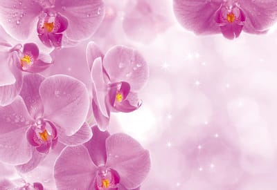 Flowers Orchids Photo Wallcovering