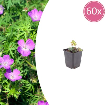 Tuinplantenshop.com | Geranium sanguineum | 60 stuks - Ø9cm - 10-25cm hoog - Tuinplant