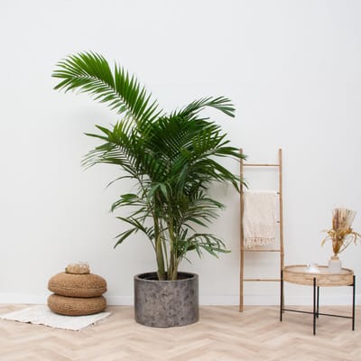 Mediterrane verrassingspakket XL - 5 buitenplanten