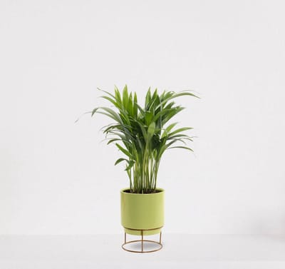 Areca in sierpot Emma Lime green – luchtzuiverende kamerplant – eenvoudig te onderhouden Goudpalm - 35-50cm - Ø13 – geleverd met plantenpot – vers uit de kwekerij
