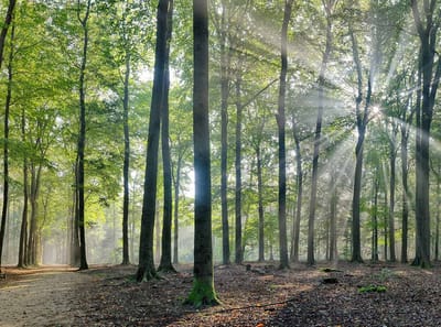 Fotobehang Beukenbos in herfstlicht 350 x 260 cm - € 235,--