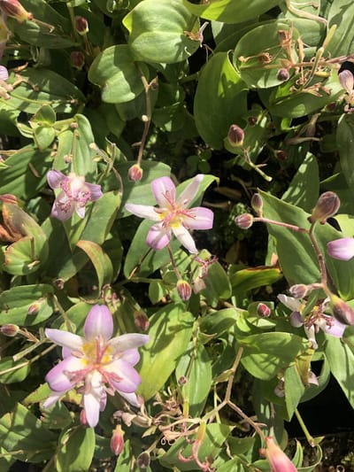 3x Paddenlelie, armeluisorchidee - Tricyrtis hirta 'Tojen' | 9x9 cm pot