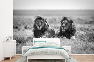Behang - Fotobehang Leeuwen - Dieren - Savanne - Zwart wit - Breedte 360 cm x hoogte 240 cm