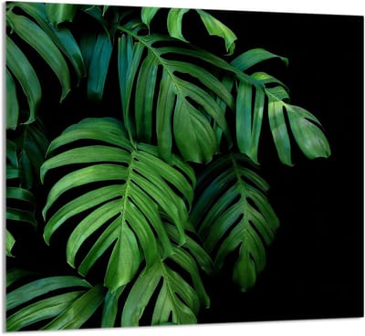 TMK ArtDeko Monstera - Snijplank - 65x60 cm - Tempered Glass - Beschermpaneel