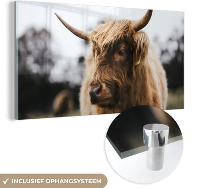 MuchoWow® Glasschilderij 40x20 cm - Schilderij acrylglas - Schotse Hooglander - Dieren - Horens - Foto op glas - Schilderijen