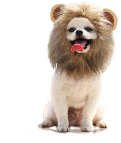 Leeuwenmanen hond S - kleding voor honden - hondenmuts- honden muts - hondenoutfit - hondenkleding - accessoires - honden outfit – hondenspeeltjes - cadeau - verjaardag hond - honden kostuum