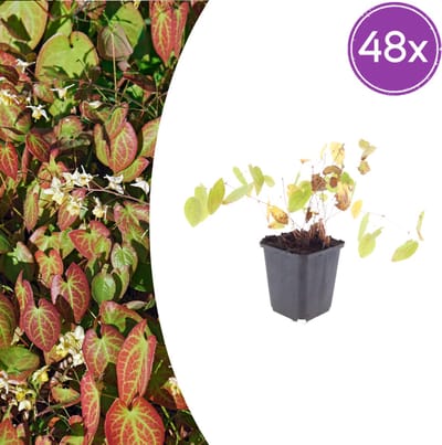 Tuinplantenshop.com | Epimedium y. 'Niveum' | 48 stuks - Ø9cm - 10-25cm hoog - Tuinplant