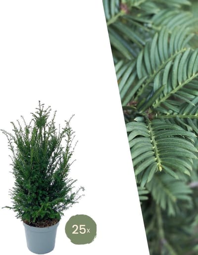 Plants by Frank | 25 grote taxus planten voor 10 strekkende meter haag | ↨ 80-100 cm in 12 liter pot | Taxus baccata | haagplanten | haagplanten winterhard | haagplanten