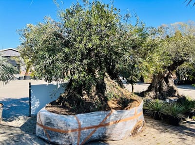 Tropictrees - Olijfboom - Bonsai - Winterhard - Stamomvang ⌀650 cm - Hoogte 300 cm