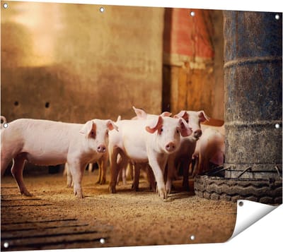 Gards Tuinposter Varkens op een Boerderij Stal - 120x90 cm - Tuindoek - Tuindecoratie - Wanddecoratie buiten - Tuinschilderij
