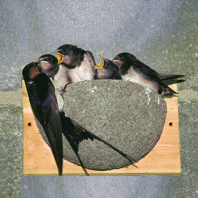 CJ Wildlife Kunstnest voor Boerenzwaluw - Enkel Zwaluwnest - Nestkast voor Zwaluw - Vogelhuis van FSC-gecertificeerd Hout