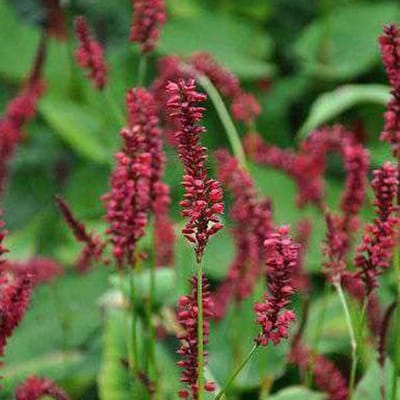 3 x Persicaria Amplexicaulis 'Red Baron' - Adderwortel pot 9x9cm