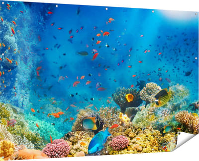 Gards Tuinposter Onderwater Vissen met Koraal in de Zee - 180x120 cm - Tuindoek - Tuindecoratie - Wanddecoratie buiten - Tuinschilderij