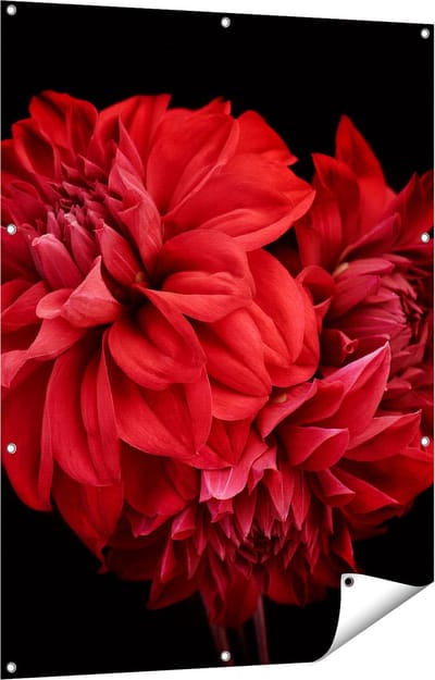 Gards Tuinposter Rode Dahlia Bloemen - 90x120 cm - Tuindoek - Tuindecoratie - Wanddecoratie buiten - Tuinschilderij