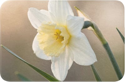 Badmat 60x40 cm - Antislip - Narcis - Bloem - Minimalistisch - Badmatten voor badkamer - Badkamermat - Douchemat - Badkamer mat