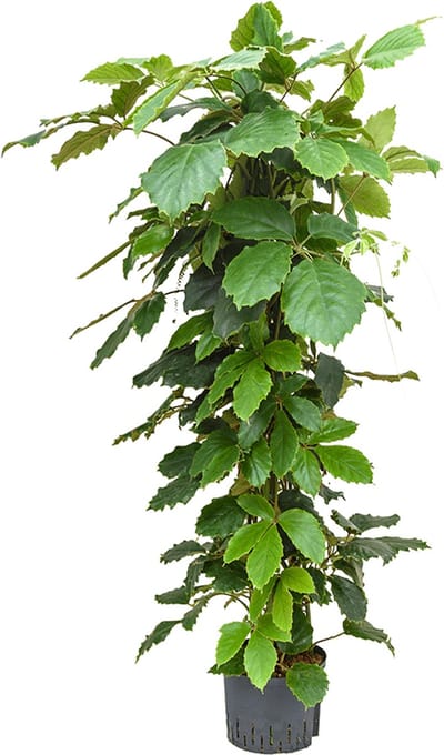 Hydroplant Tetrastigma Voinierianum
