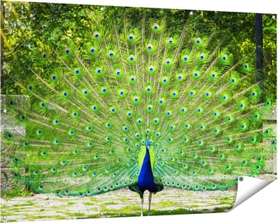 Gards Tuinposter Pauw met Grote Kleurrijke Veren - 150x100 cm - Tuindoek - Tuindecoratie - Wanddecoratie buiten - Tuinschilderij