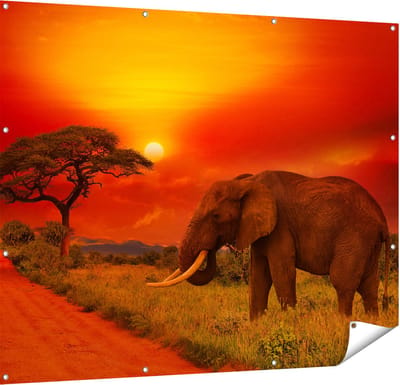 Gards Tuinposter Olifant in het Wild tijdens Zonsondergang - 150x120 cm - Tuindoek - Tuindecoratie - Wanddecoratie buiten - Tuinschilderij