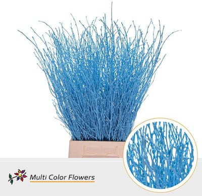 10x Tk betula blauw 70cm