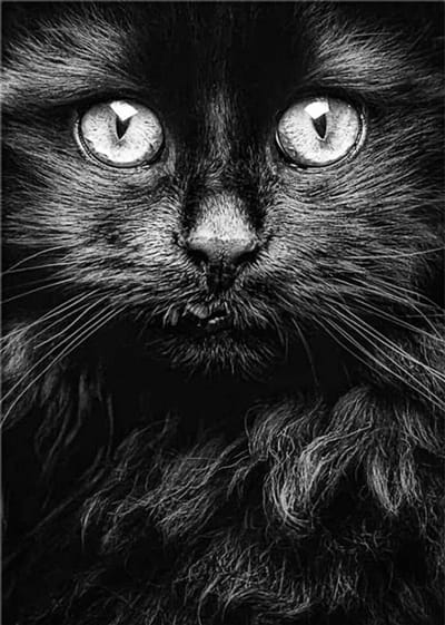 Allernieuwste.nl® Canvas Schilderij Zwarte Kat Poes Kater - Realistisch - Woonkamer - Poster - 50 x 75 cm - Zwart-Wit