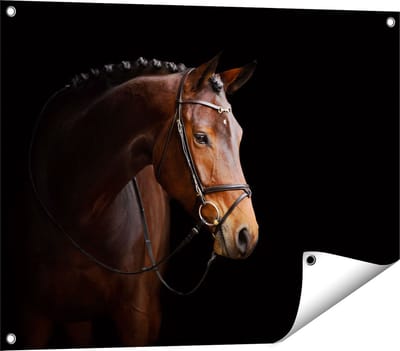 Gards Tuinposter Bruin Paard op een Zwart Achtergrond - 80x60 cm - Tuindoek - Tuindecoratie - Wanddecoratie buiten - Tuinschilderij