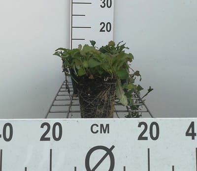 6x Zenegroen - Ajuga reptans | 9x9 cm pot