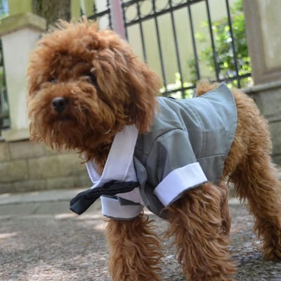 Formeel Smokingpak met Zwarte Vlinderdas voor Kleine Honden, Huisdierenkostuum, Huisdierspeelgoed, Kleding voor Poedels XS