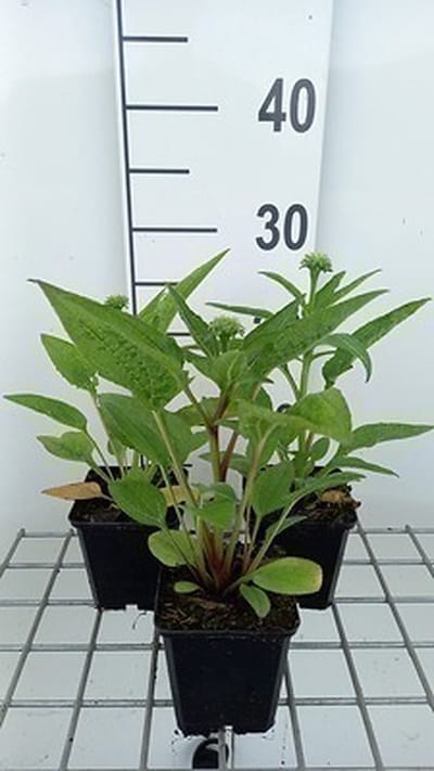 6x Zonnehoed - Echinacea purp. Lakota Orange' | pot 9 x 9 cm