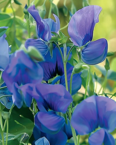 2 sets - Reukerwt Zaden Royal Family Blauw Lathyrus Odoratus Eenjarig