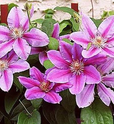 Hello Plants Clematis Nelly Moser Bosrank - Klimplant - Ø 15 cm - Hoogte: 65 cm