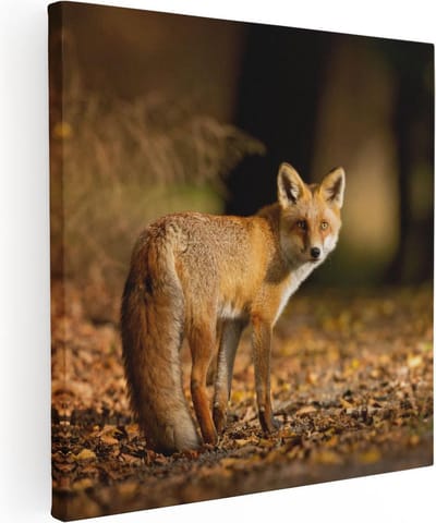 Artaza Canvas Schilderij Vos - 30x30 cm - Klein - Wanddecoratie Herfst - Muurdecoratie Dieren - Schilderijen Op Canvas Bos