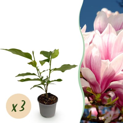 Plantenboetiek.nl | Magnolia soulangeana - Bloem Roze - 3 Planten - Bladverliezend - Weinig Onderhoud - Ø12cm - 30cm hoog - Tuinplant