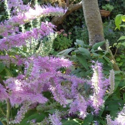 Elsholtzia Stauntonii - Elsholtzia 30-40 cm in pot