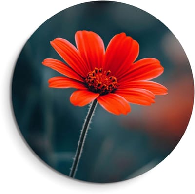 KitchenArt - Crimson Grace – Muurcirkel Binnen - ø 40 cm - Wandcirkel - Mét Ophangsysteem - Wanddecoratie - Muurdecoratie