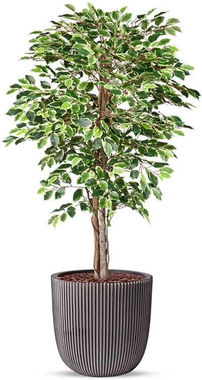 Kunstplant Ficus bont in planter ball Groove antraciet H170 cm