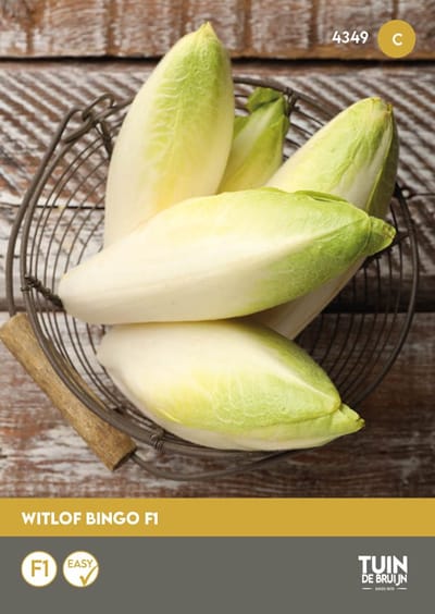 Witlof Bingo F1 Zaden – Sterke Witlof – Hoge Opbrengst – Groentezaden Moestuin | Tuin de Bruijn