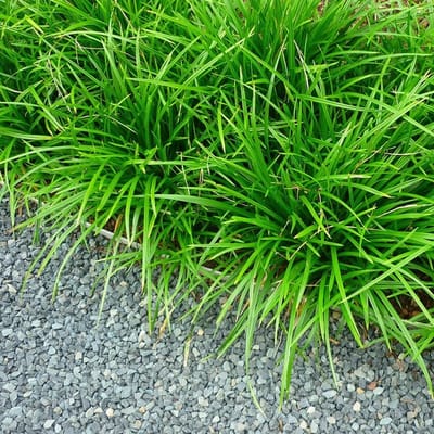 12 x Japanse Zegge Groen XL - Bodembedekker Siergras Wintergroen - Carex foliosissima Irish Green in C2(liter) pot met hoogte 10-30cm
