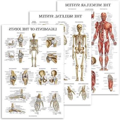 Anatomie Poster Set - Leren Kaarten - Studie Hulp - Gelamineerd Dubbelzijdig - 45x60 cm - Goud