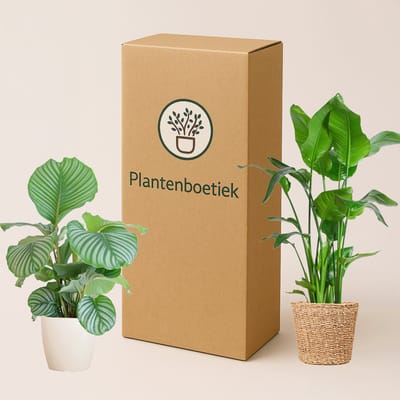 Plantenboetiek.nl | Anthurium Red in ELHO Vibes Fold roze - Ø14cm - 30-40cm hoog - Kamerplant - Groenblijvend