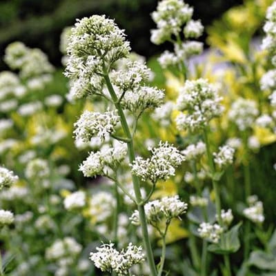 6 x Centranthus Ruber 'Albus'  - Witte Valeriaan pot 9x9cm