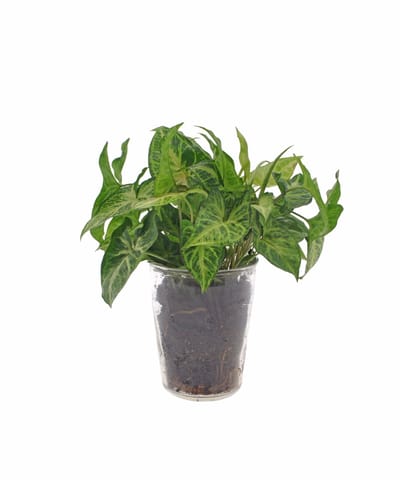 Syngonium | Arrow | 30cm | Vaas glas