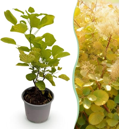 Green boutiQ - Tuinplant - Cotinus coggyria Golden Spirit - Geel - 1 Plant - Bladverliezend - Weinig Onderhoud - Pot 12cm Hoogte 35cm